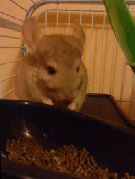 Bunny mange