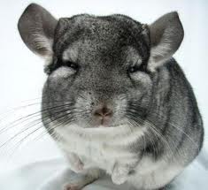 chinchilla