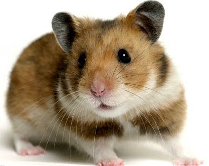 Hamster moyen