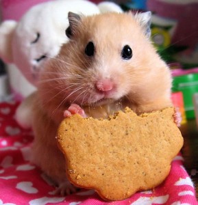 hamster gourmand