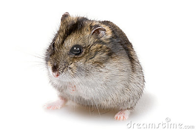 hamster nain